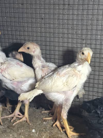 White O shamo/ king shamo/ Shamu / chicks