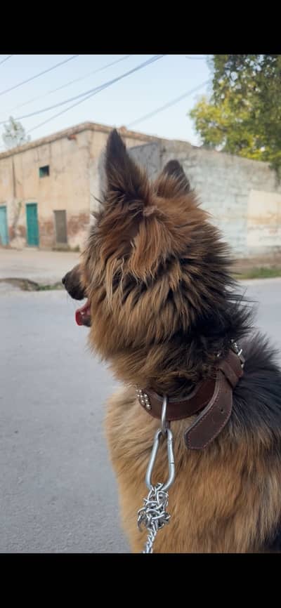 German Shepherd - Pure Vaccinated