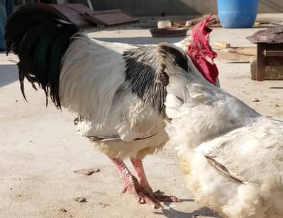 Imported Breed Rooster Available in Karachi