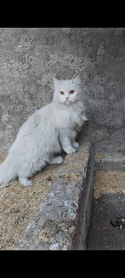 Full paper white persion cat in yellow eyes