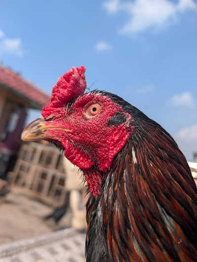 Vietnam Kamlia Cross