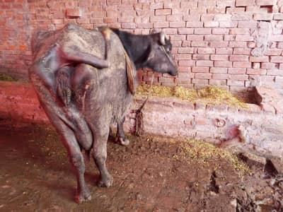 Buffalo taza soi h Sath kate