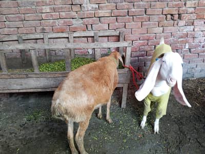 ranjanpuri bakri/ dumbai gaban h dono