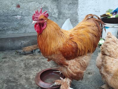 Golden buff trio breeder