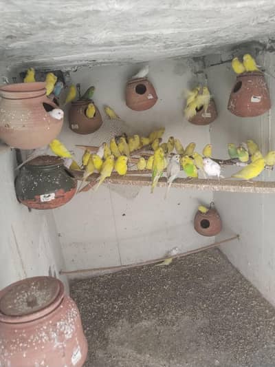 Australia parrot for sale . Healthy and active . w. no 03008351016