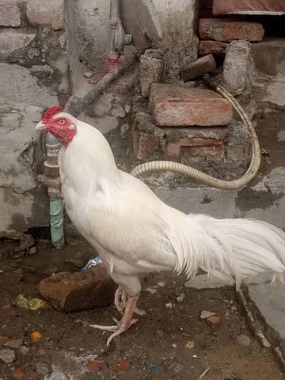 ASEEL AND DESI MALE FEMALE CHICKS FOR SALE!!