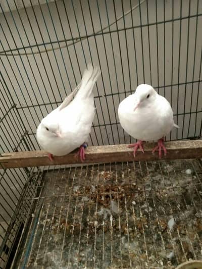 diamond dove white dove