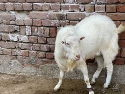 White and Black Tedda Barbari breed | White Eyes |Price in description