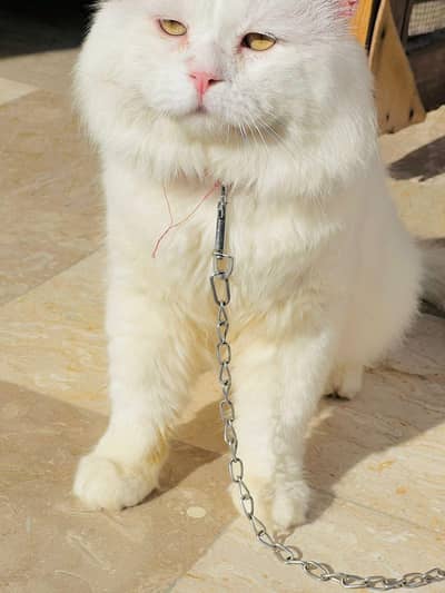 Persian Male cat