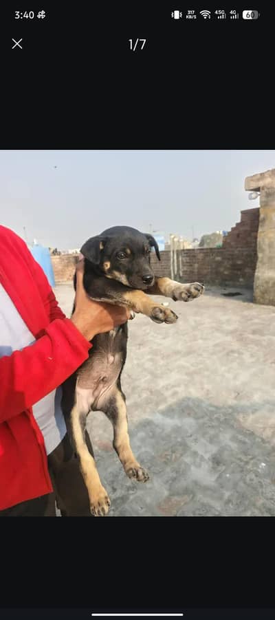 Rottweiler Male Pupps