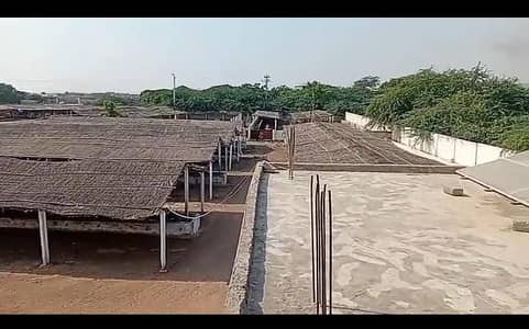 Cattel and Goat Farm Gadap Town