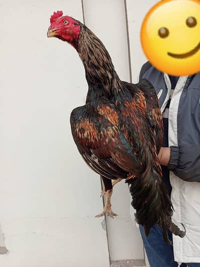 fresh phata for slae. blue eye  parrot face.