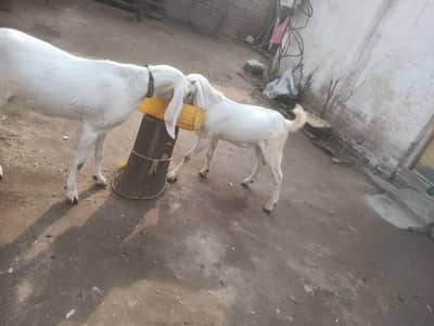 three month pregnant goat for sale with another male goat