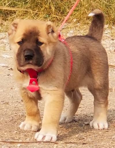 Turkish kangal  dabal hadi Havey bone stacture security dogs