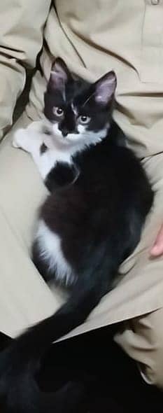 Persian kitten| double coated |Fluffy Kitten | simple face |