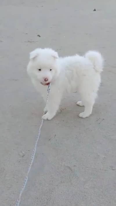 Russian male puppy for sale