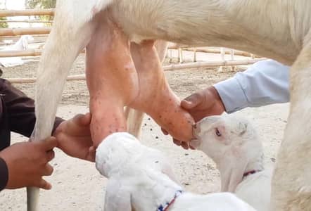 2 butcher vali Rajan puri bakri for sale. 03376219832