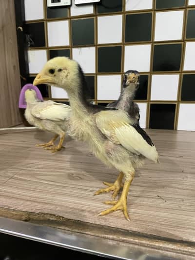 Aseel chicks for sale
