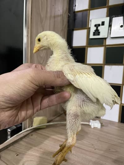 Heera aseel chicks  for sale