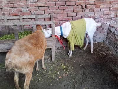 Rajan puri bakri/ turki dumbai