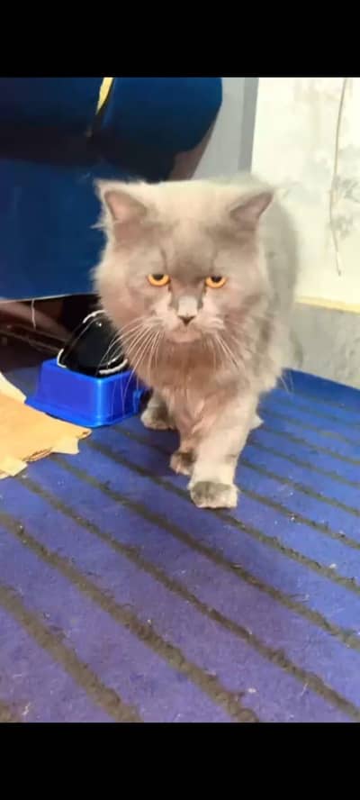 Leo gray triple cot british