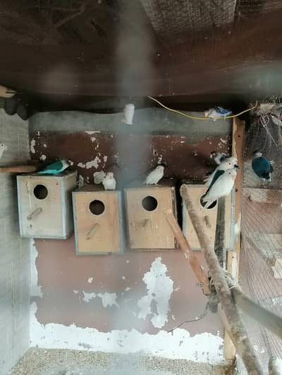 Cocktails red eyes , love birds, Hogo romo