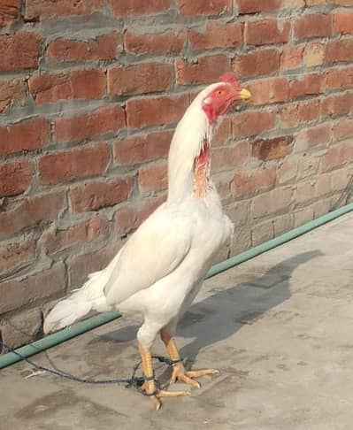 MashAllah sa murga bohat acha hi