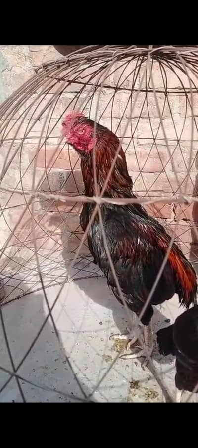 amroha aseel zero size