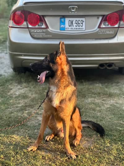 Double coat German Shepherd Father side Poland