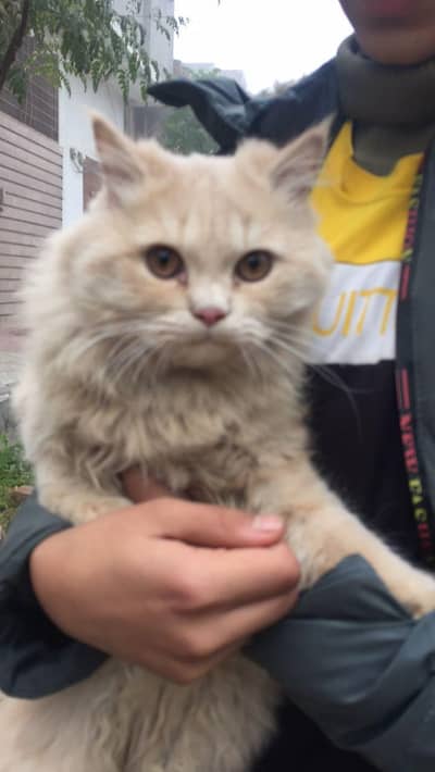 Persian cat washroom trained and vaccinated phone num 03084447507