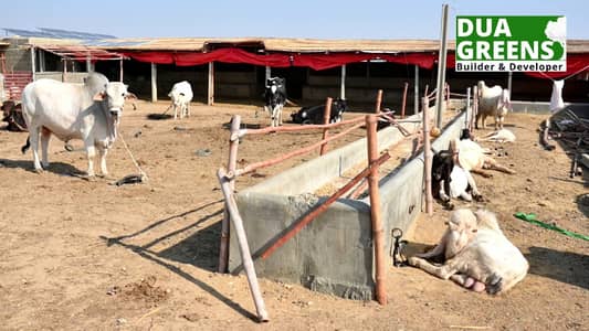 Cattel Farm House Land Gadap Town