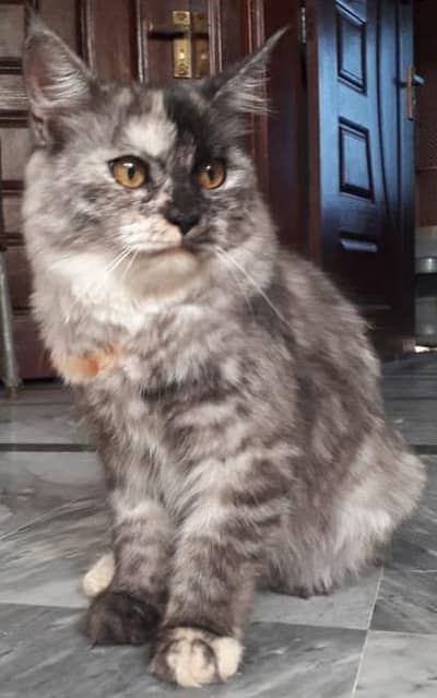 Persian Cat For Sale