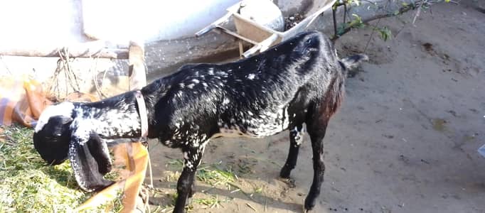 long ear goat( sahiwal )