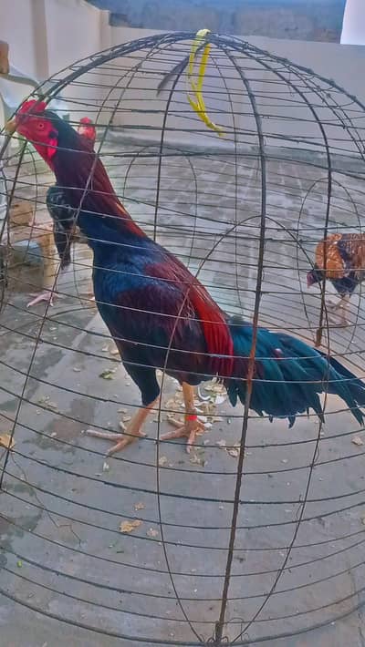 Lakha mushka pure aseel mzboot pAtha