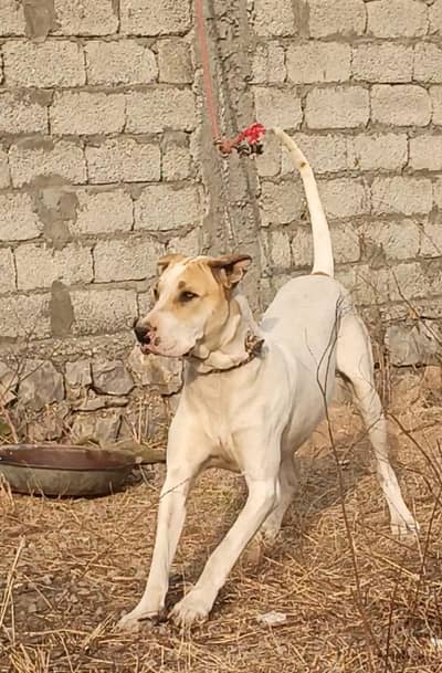 LAHORI bully HAPPY DOG BLOOD LINE