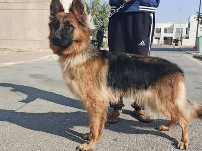 German Shepherd (Pedigree)