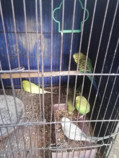 3 breeder pairs fot sale