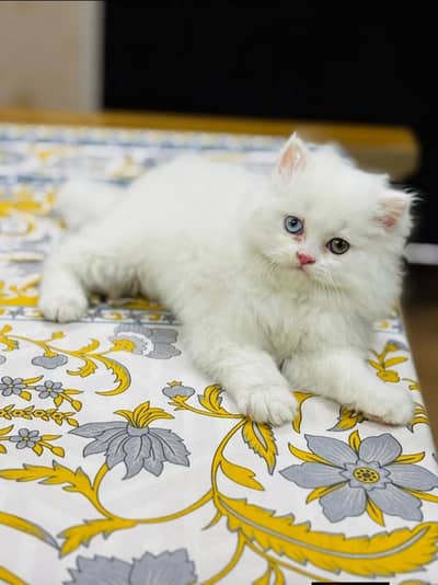 Persian Kitten