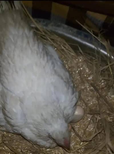 2nd breed kurak Madi for sale 03285873706