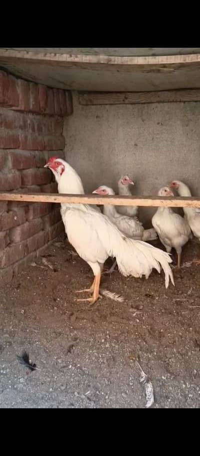 White Heera for sale