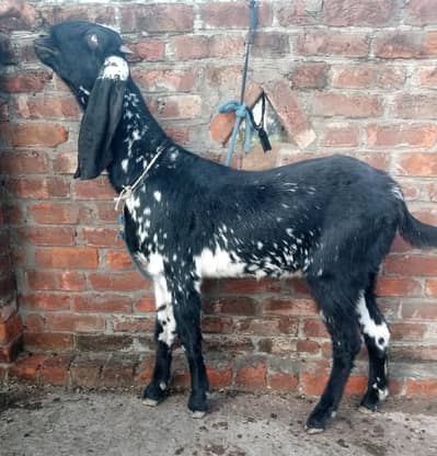 Pure Desi bakri path