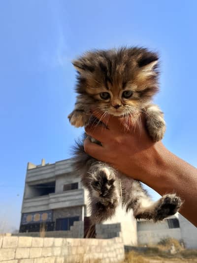 Persian triple coated semi punch face