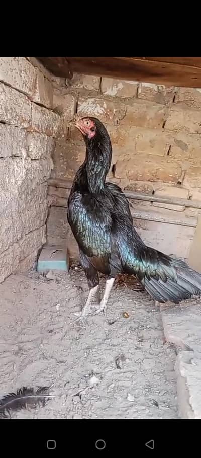 aseel mianwali mushki breeder