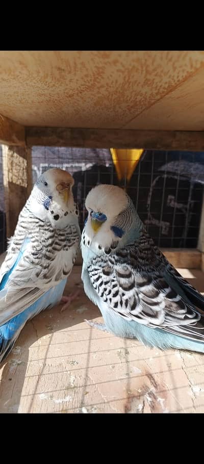 exhibition pair exchange option available