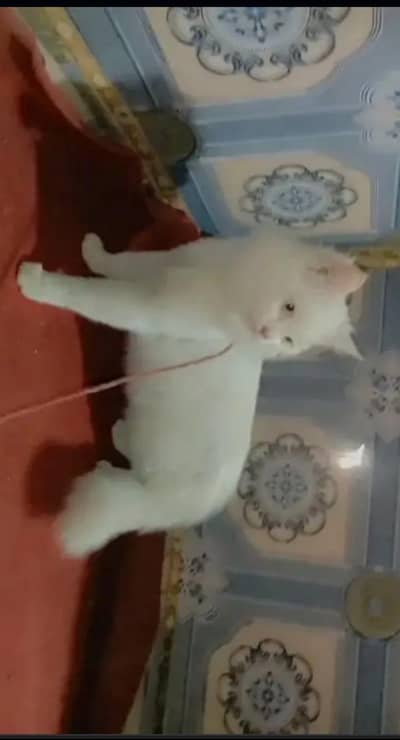 Persian male cat for sale i