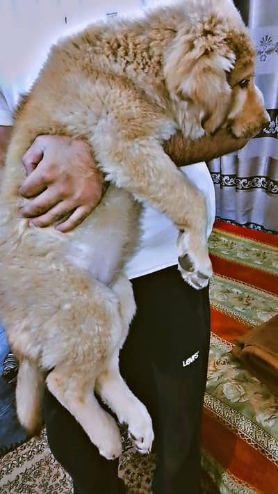 pure Afghani Kuchi female