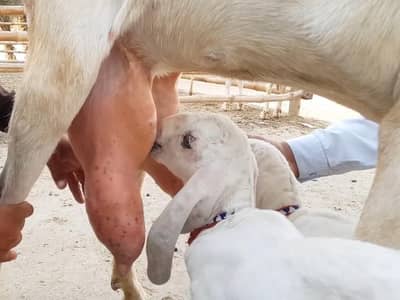 2 butcher vali Rajan puri bakri for sale. 03376219832