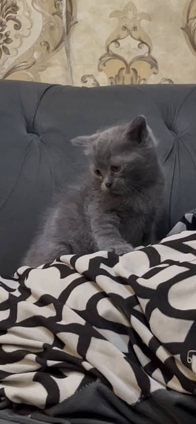 British Shorthair male kitten