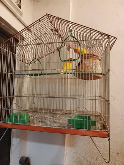 Lotino Breeder pair with cage