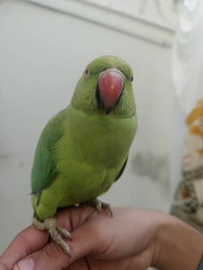 Hand Tame for selling